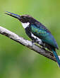 Jacamar à longue queue