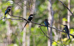 Jacamar à longue queue