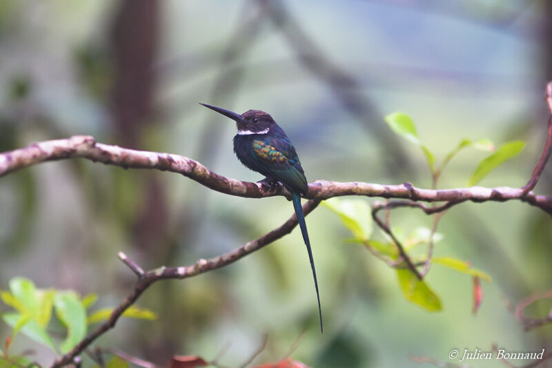 Jacamar à longue queue