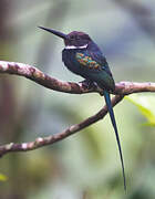 Jacamar à longue queue