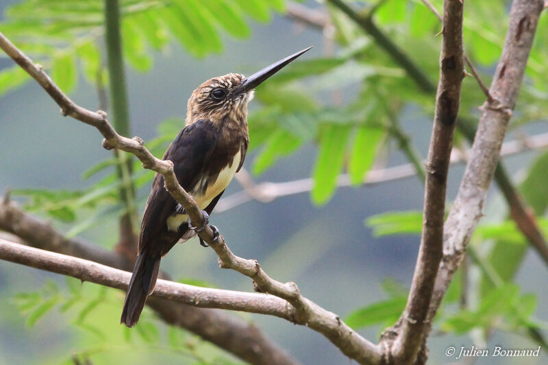 Jacamar brunadulte, identification