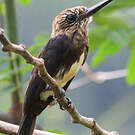 Jacamar brun