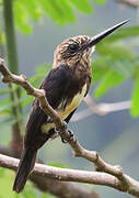 Brown Jacamar