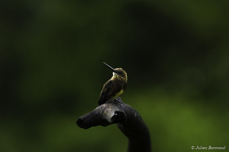 Brown Jacamar