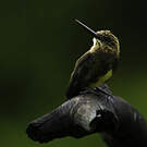 Jacamar brun