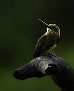 Brown Jacamar