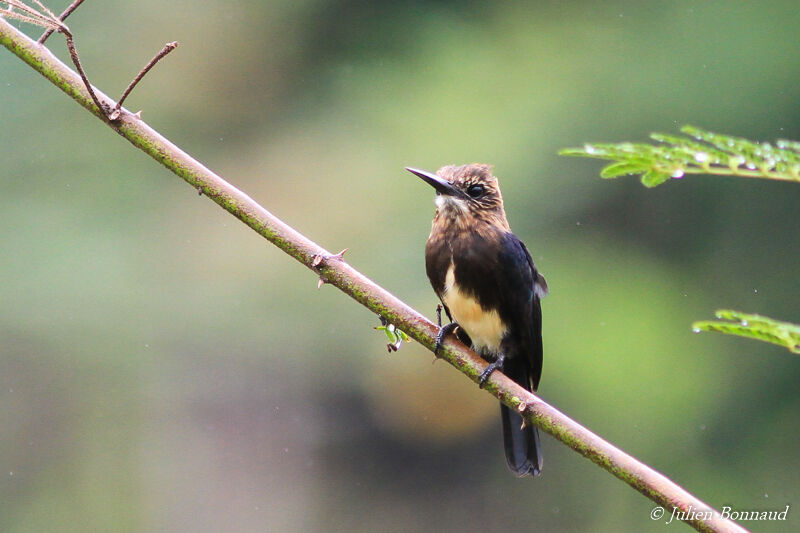 Brown Jacamar