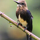 Jacamar brun