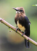 Brown Jacamar