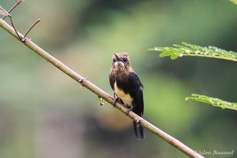 Brown Jacamar