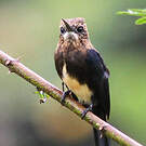 Jacamar brun