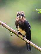 Brown Jacamar