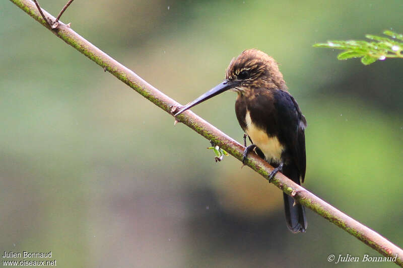 Brown Jacamaradult, identification