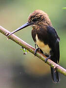 Brown Jacamar