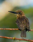 Brown Jacamar