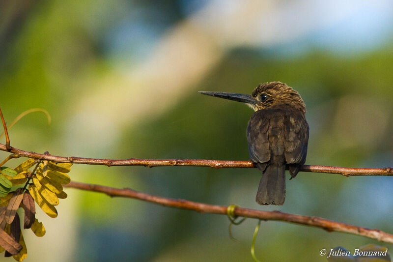 Brown Jacamar