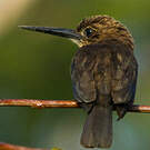 Jacamar brun