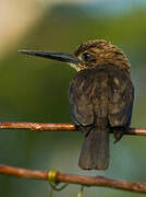 Brown Jacamar