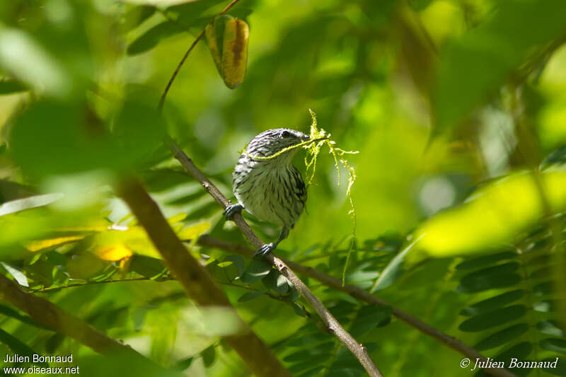 Guianan Streaked Antwren male adult, Reproduction-nesting