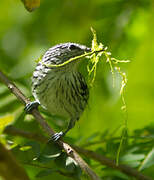 Guianan Streaked Antwren