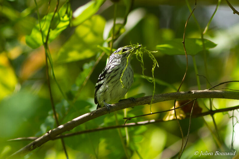 Guianan Streaked Antwren male adult, Reproduction-nesting