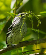 Guianan Streaked Antwren