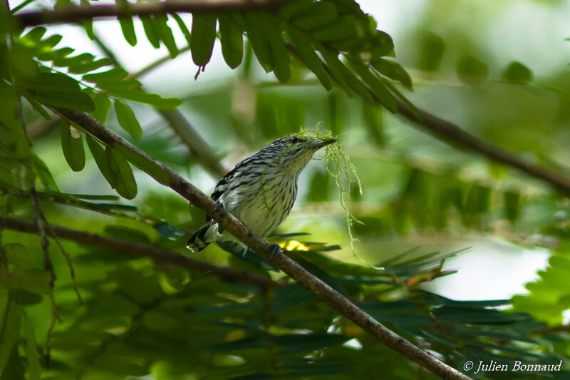 Guianan Streaked Antwren male adult, Reproduction-nesting