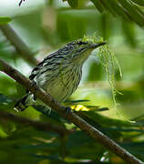 Guianan Streaked Antwren