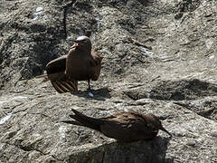 Brown Noddy