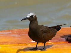 Brown Noddy