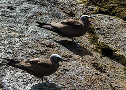 Brown Noddy