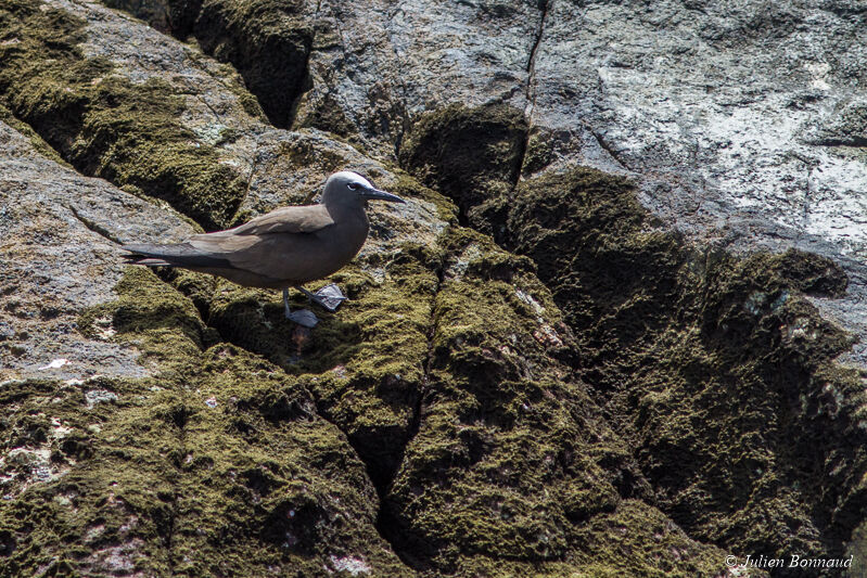 Brown Noddy