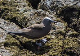 Brown Noddy