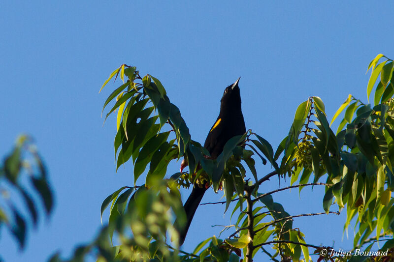 Oriole à épaulettes