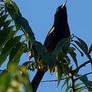 Oriole à épaulettes