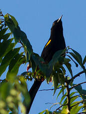 Oriole à épaulettes