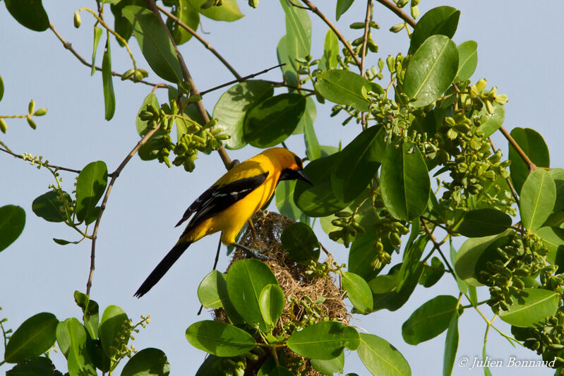 Oriole jaune