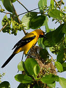 Oriole jaune