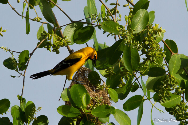 Oriole jaune