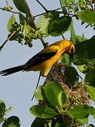 Yellow Oriole