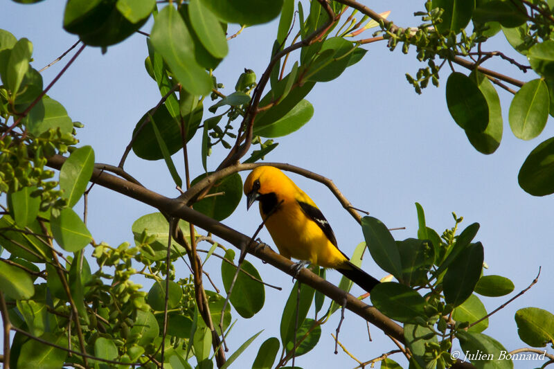 Oriole jaune