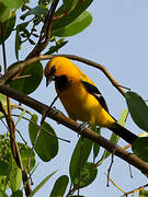 Oriole jaune