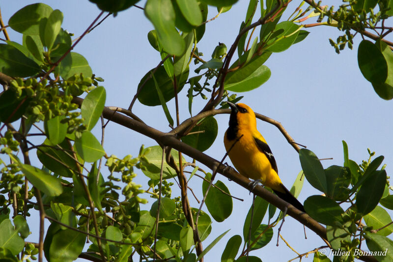 Oriole jaune