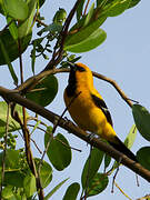 Oriole jaune