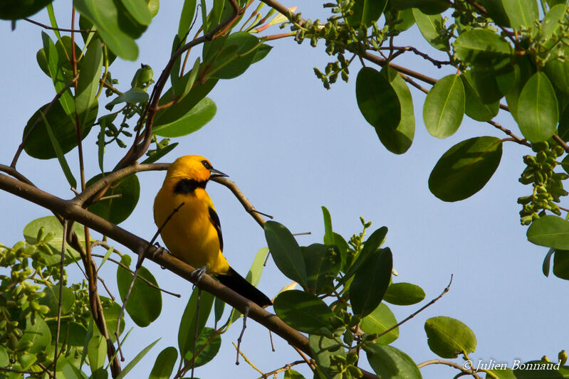 Yellow Oriole