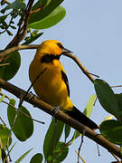 Oriole jaune