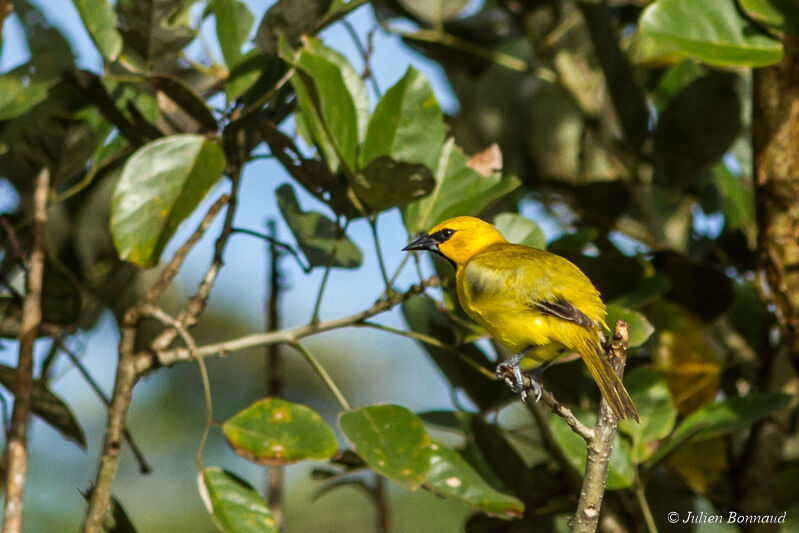 Yellow Oriole