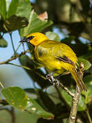 Oriole jaune