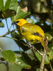 Oriole jaune