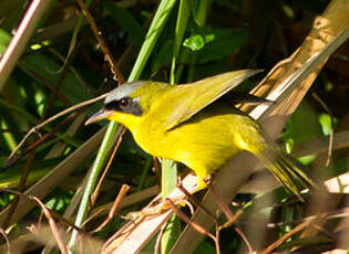 Paruline équatoriale